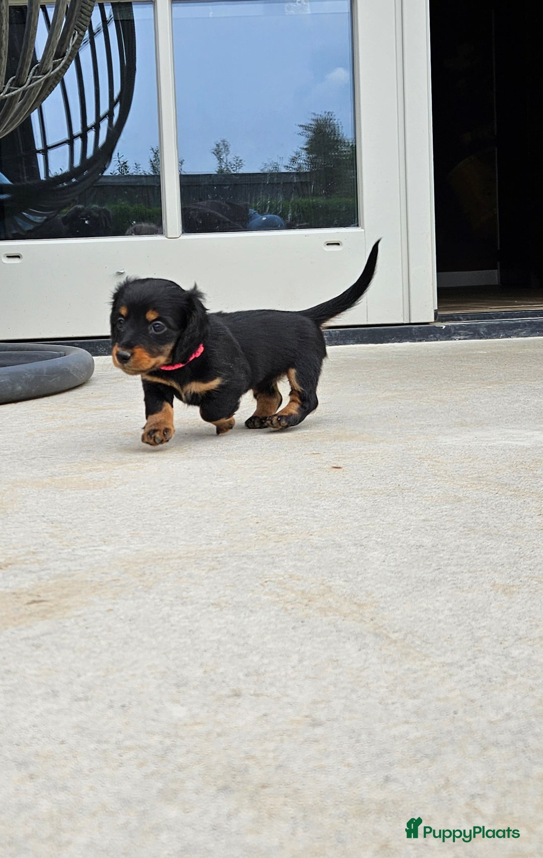 Teckel (langhaar) honden te koop: Mini - langharige dwergteckel pup met stamboom in Lienden - Afbeelding 8