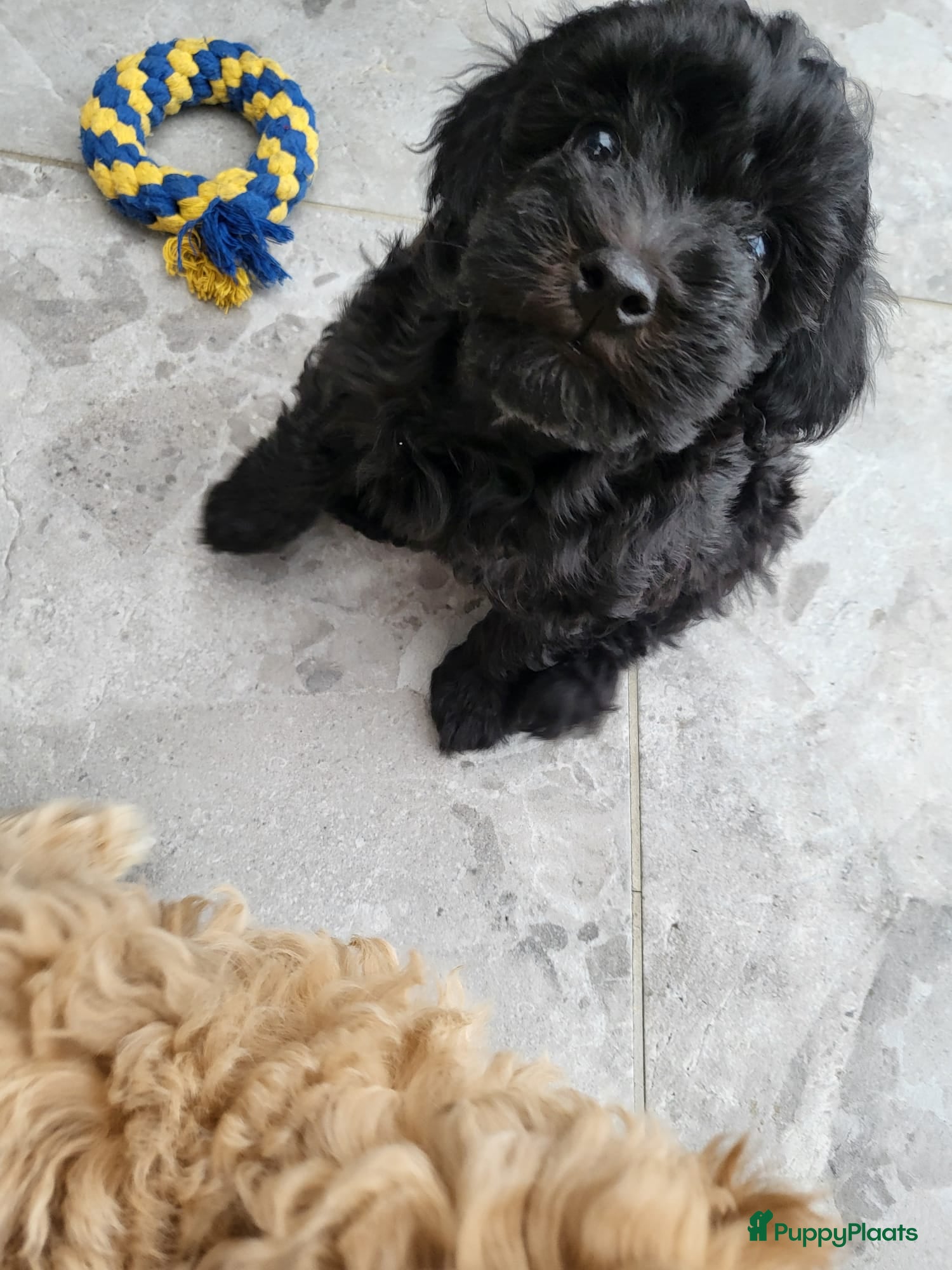 Poedel Toy honden Toypoedel pups  - Advertentie 2