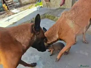 Mechelse Herder honden Mechelse herder - Advertentie 1