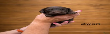 Labradoodle Puppy 10