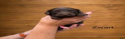 Labradoodle honden te koop: Labradoodle pups  - Advertentie 9