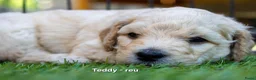 Labradoodle honden te koop: Prachtige labradoodle pups beschikbaar  - Advertentie 3
