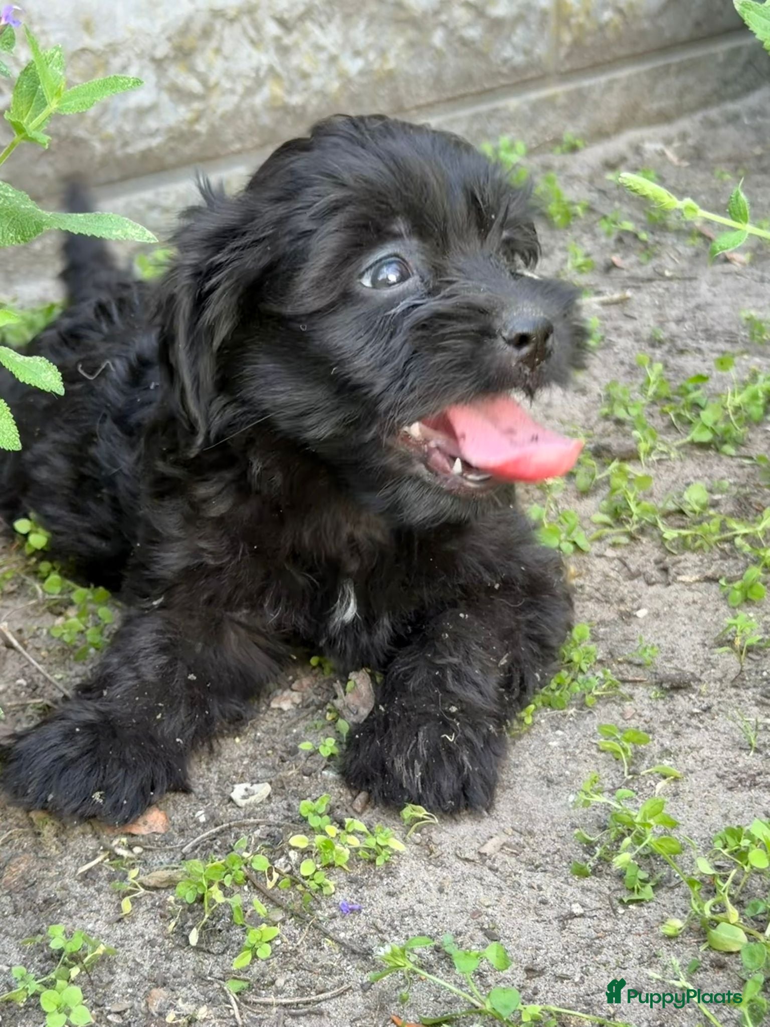 Cockapoo honden te koop: Cockapoo x boomer pups  - Advertentie 30