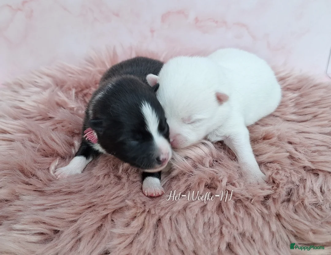 Pomsky honden te koop: F3b (toy) pomsky pupjes  in Weert - Advertentie 2