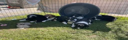 Border Collie honden te koop: Gezonde Border Collie pups stamboom (ISDS/FCI) - Advertentie 5