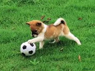 Affenpinscher honden Tests - Advertentie 4