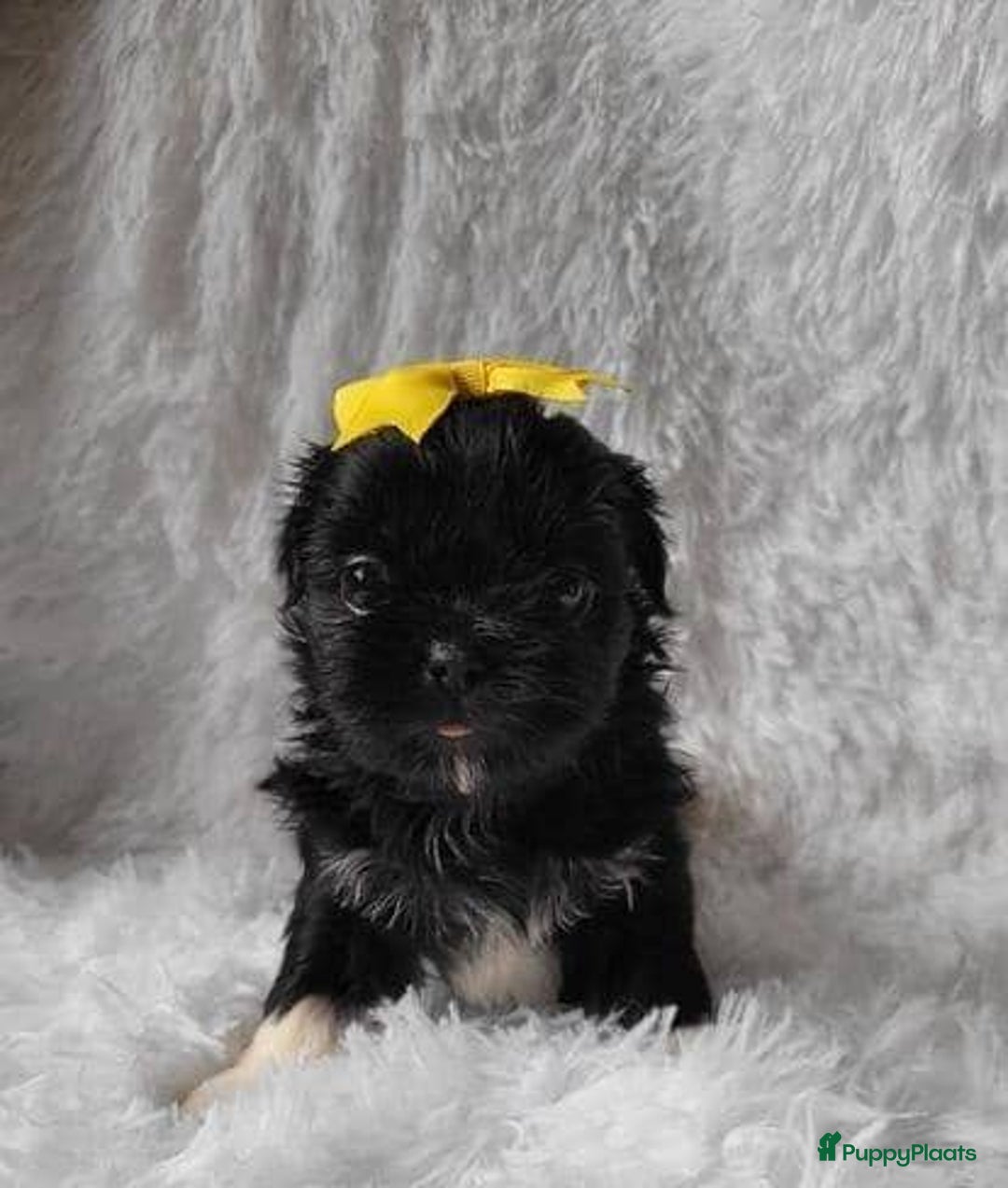 Shih Tzu honden te koop: Imperial Shih Tzu pups te koop - Advertentie 12