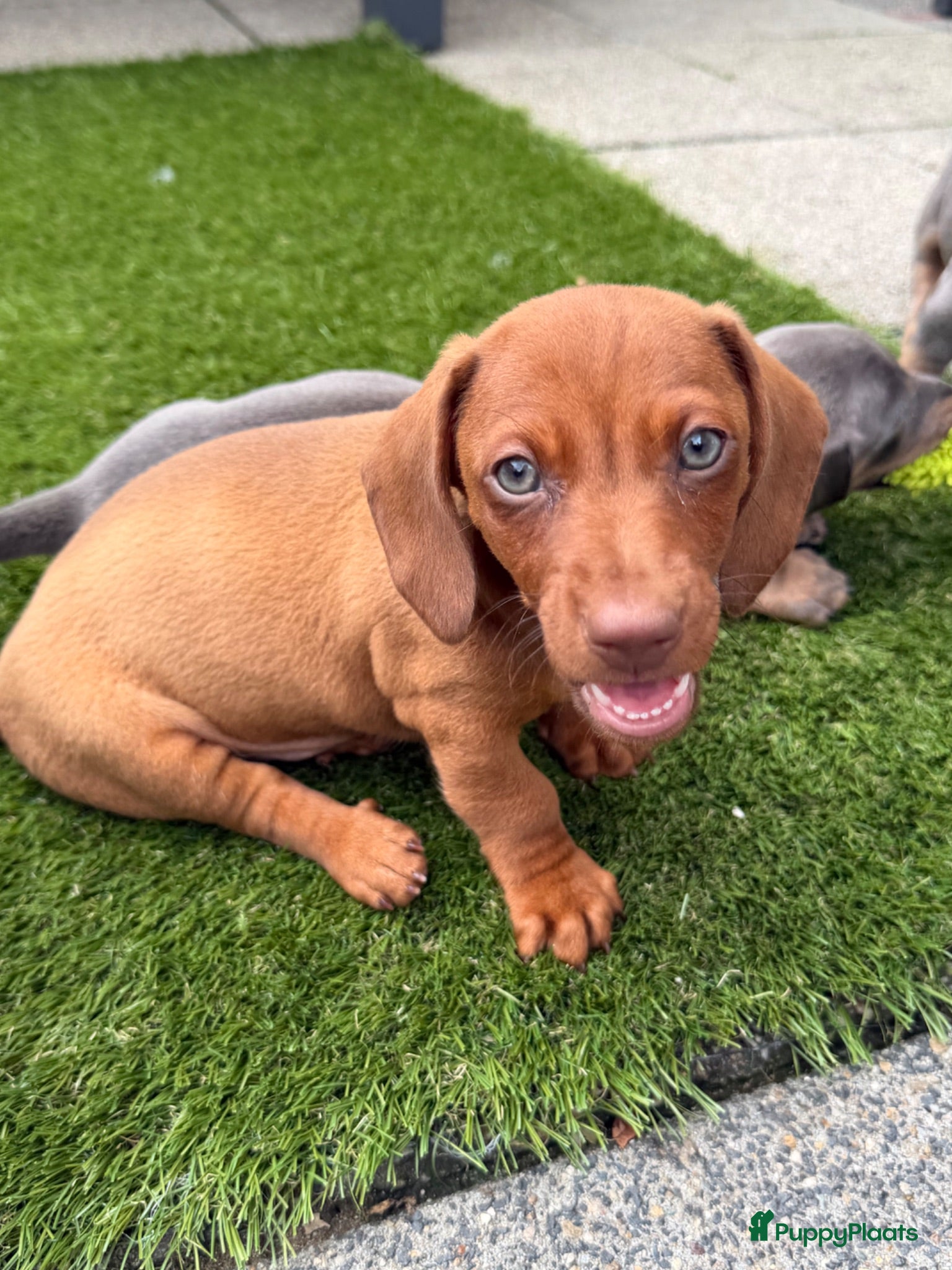 Teckel (korthaar)  honden Kaninchen x dwerg teckel - Advertentie 2
