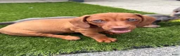 Teckel (korthaar)  honden te koop: Kaninchen x dwerg teckel - Advertentie 2