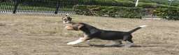 Beagle honden te koop: Prachtige Beagle pups met stamboom ! - Advertentie 16