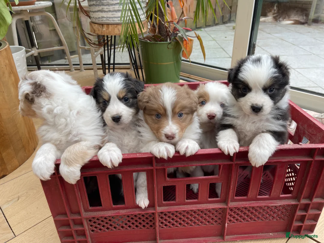 Australian Shepherd honden te koop: Super lieve Australische herder pups - Advertentie 1