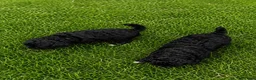 Poedel Toy honden te koop: 4 toy poedel pupjes reutjes  - Advertentie 3