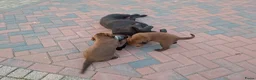 Labrador Retriever honden te koop: Raszuivere bruine labrador pups  - Advertentie 16