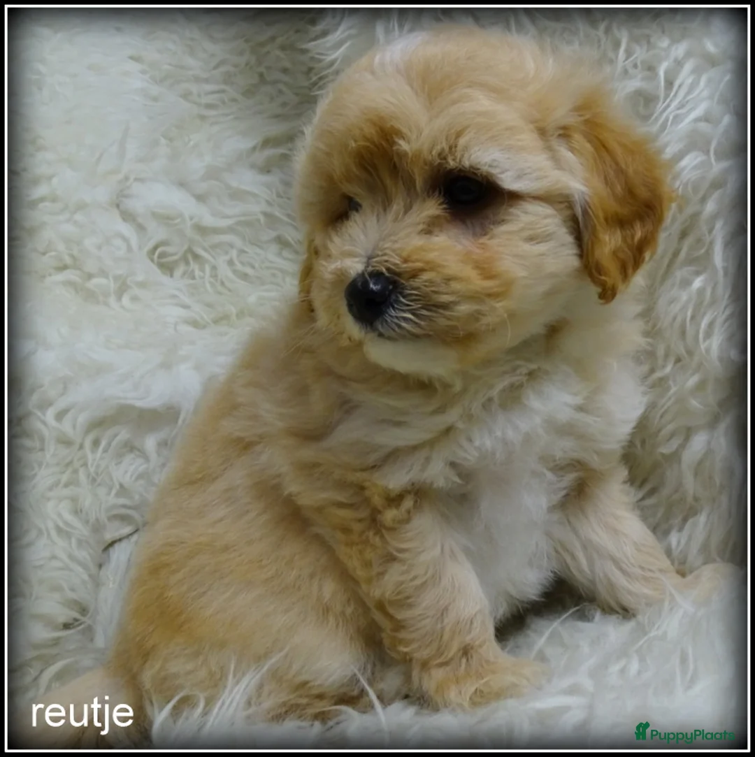 Maltipoo honden te koop: Maltipoo F1b pups - Advertentie 7