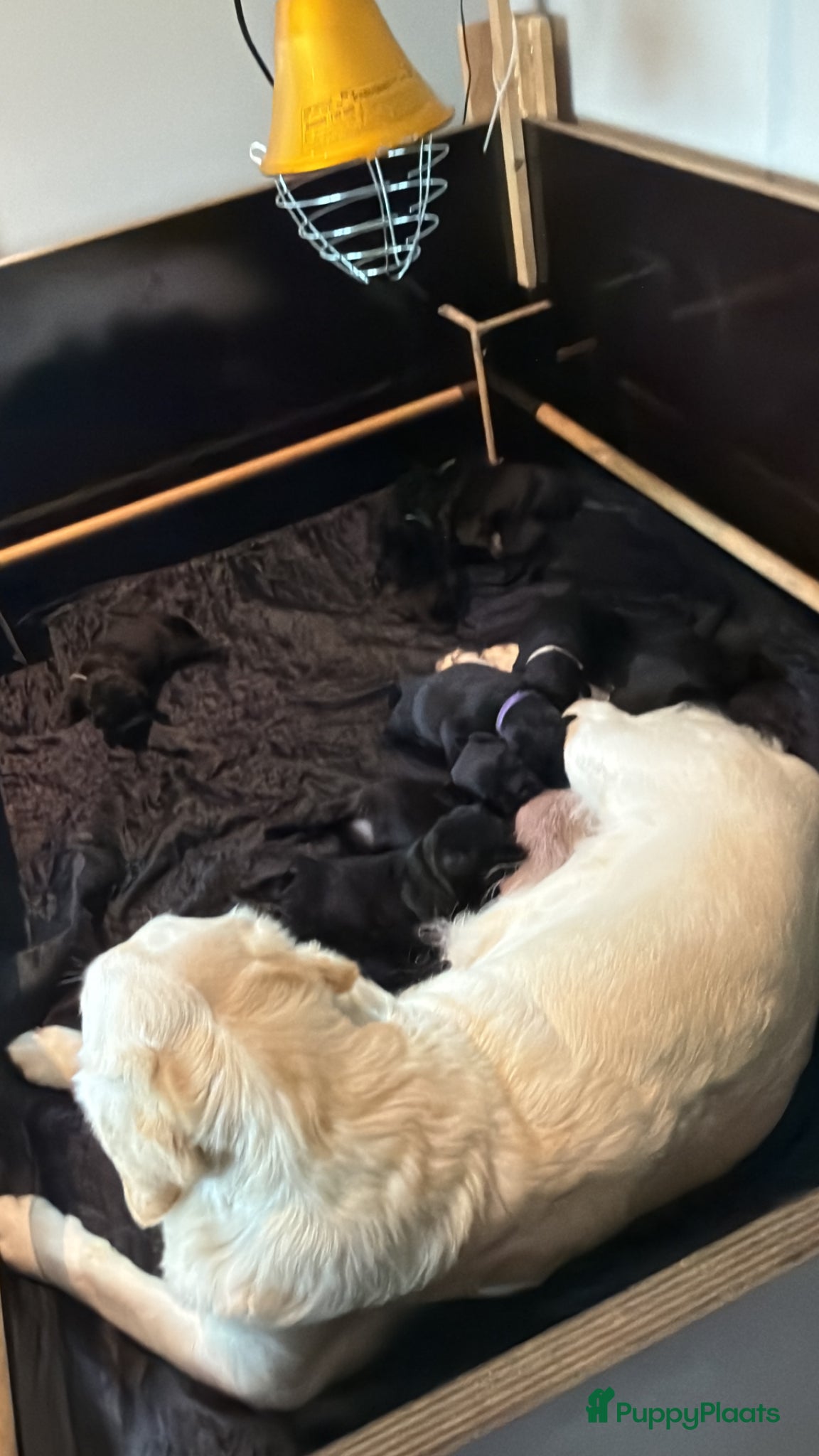 Labrador Retriever honden Prachtige labrador puppy’s  - Advertentie 10