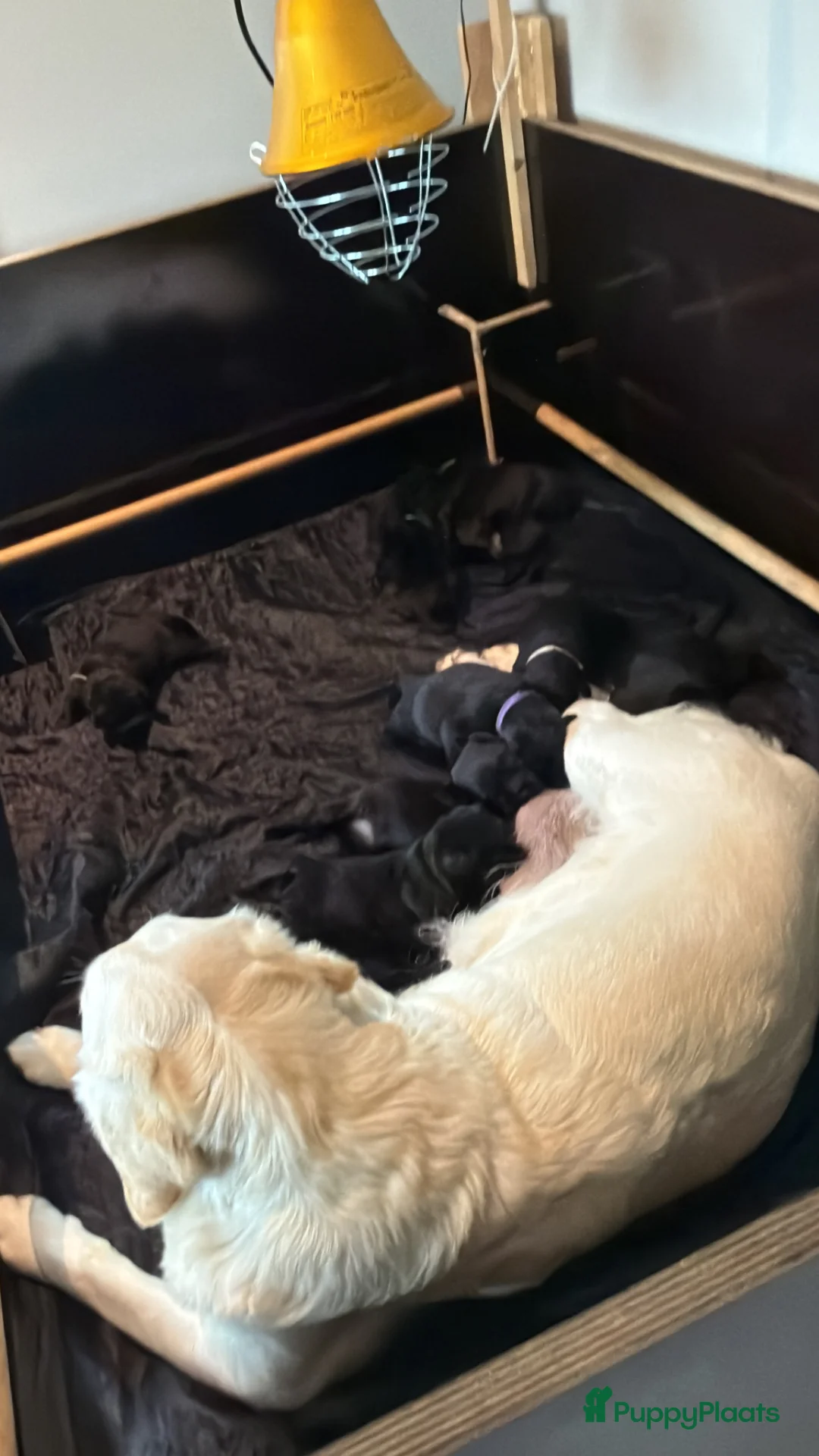 Labrador Retriever honden te koop: Prachtige labrador puppy’s  - Advertentie 1