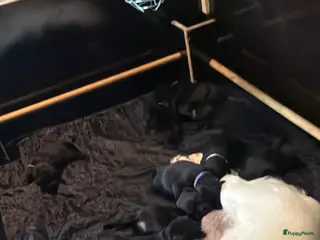 Labrador Retriever honden Prachtige labrador puppy’s - Advertentie 10