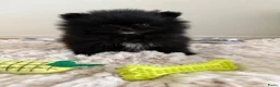 Pomeriaan honden te koop: Mooie kleine zwarte pomeranians/dwergkees pups - Advertentie 7
