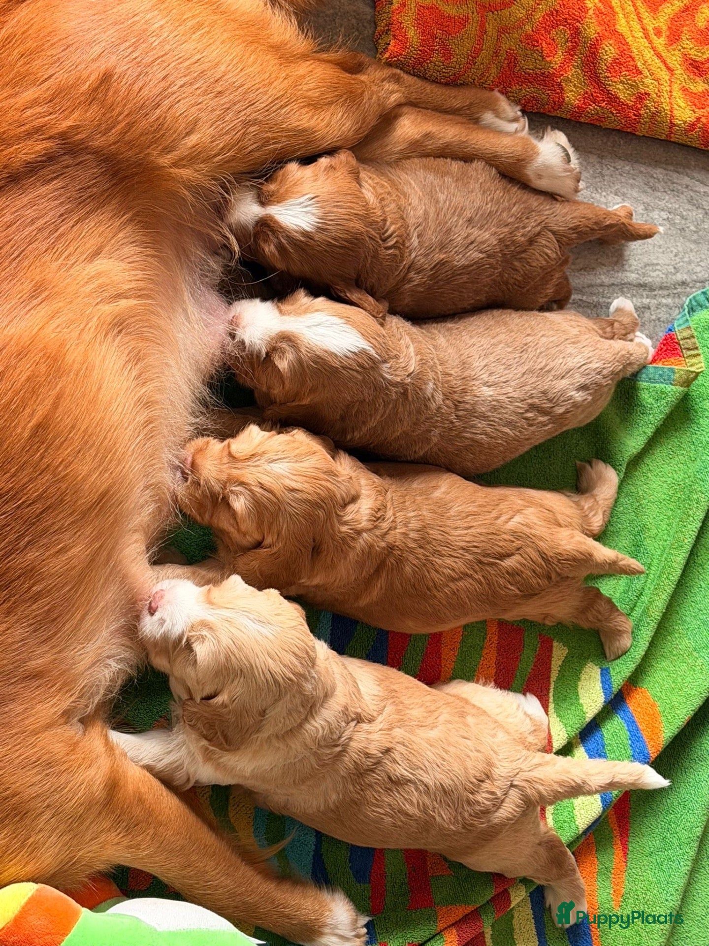 Kruising honden Prachtige Tolling Retriever Labradoodle pups - Advertentie 12