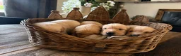 Goldador honden te koop: Goldador pups - Advertentie 4