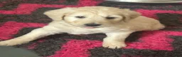 Goldendoodle honden te koop: goldendoodle pups - Advertentie 4