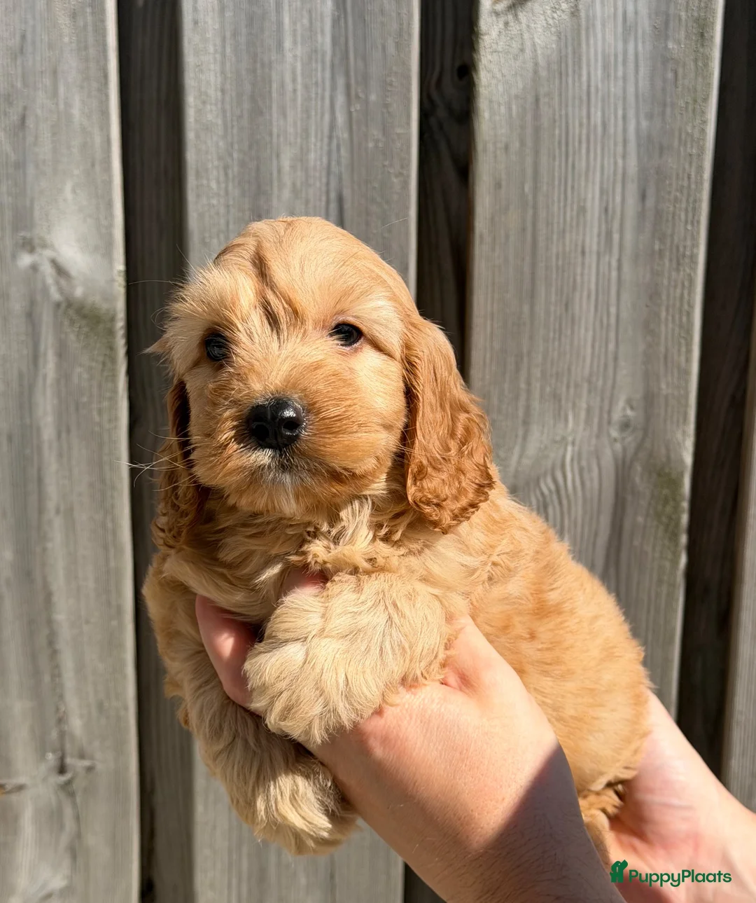Cockapoo honden te koop: cockapoo pups - Advertentie 13