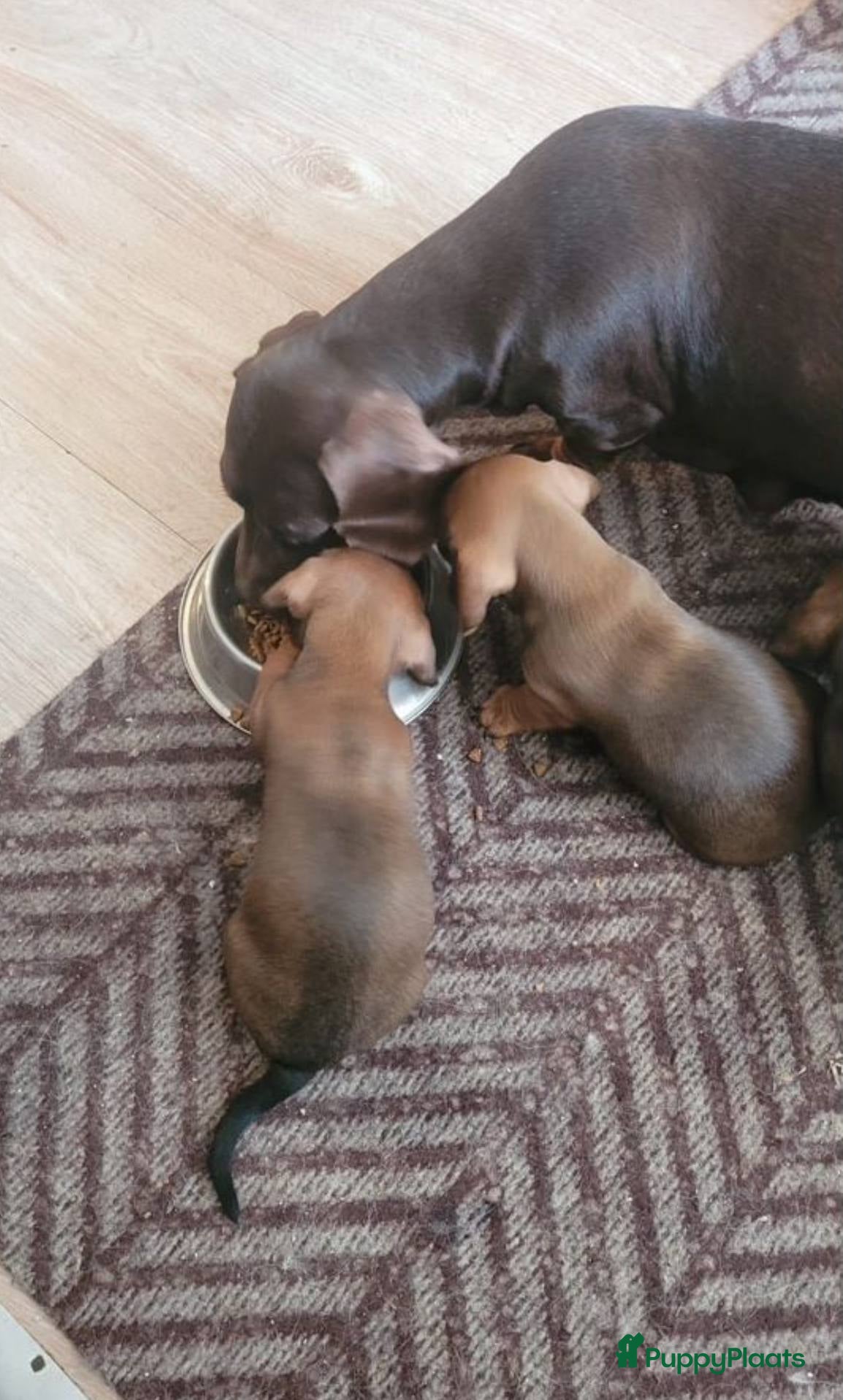 Teckel (korthaar)  honden Teckel puppy’s beschikbaar - Advertentie 16