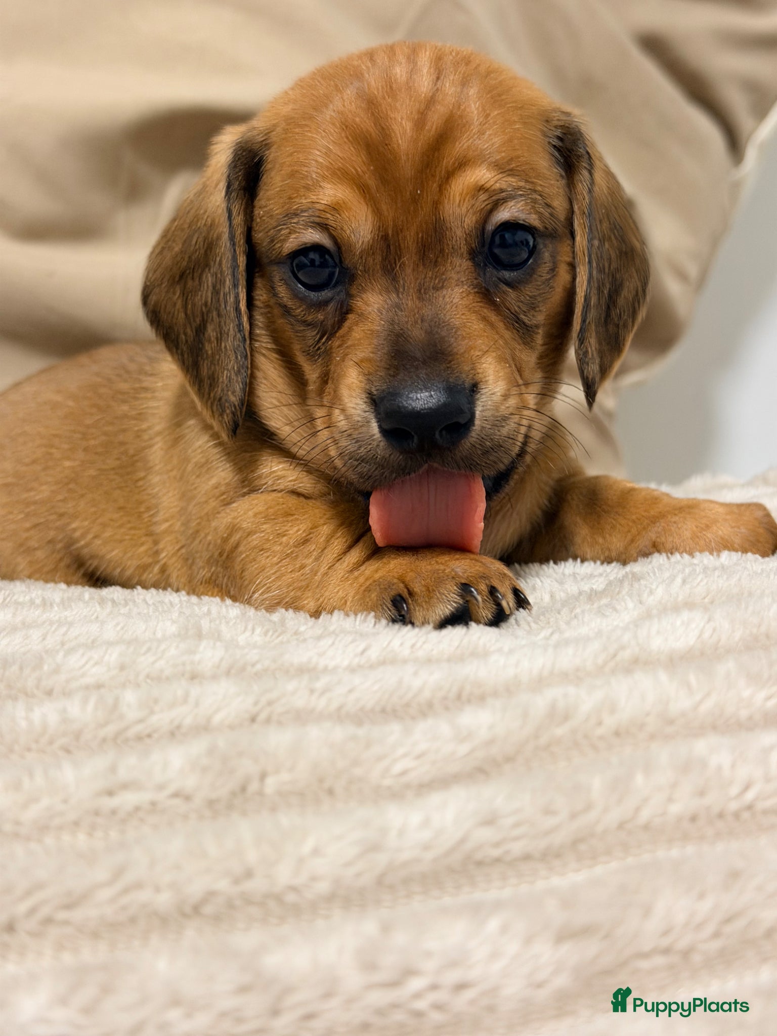 Kruising honden te koop: Teckel pups 3 reutjes en 1 teefje mogen verhuize  - Advertentie 4