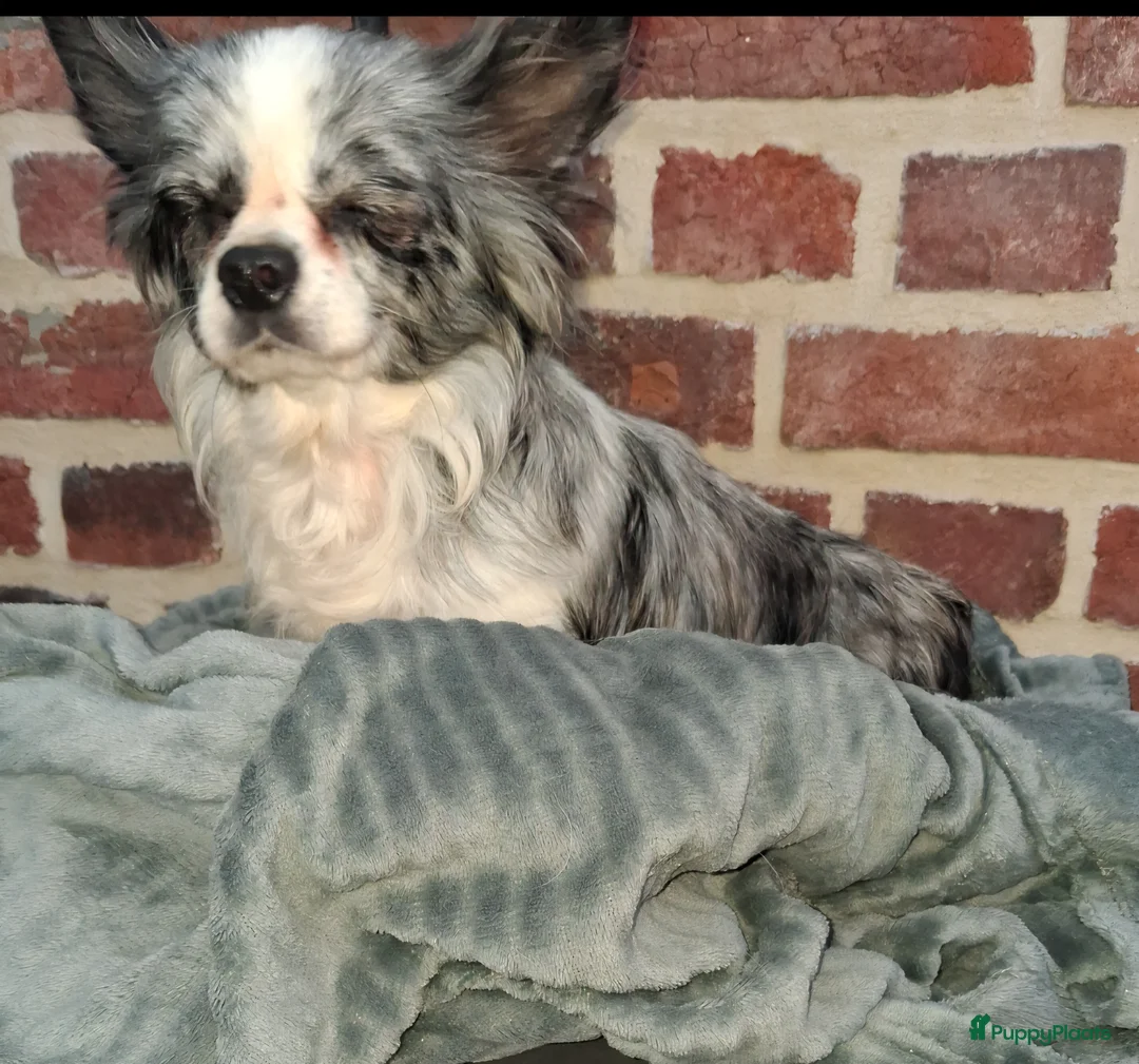 Chihuahua honden te koop: chihuahua merle teefje  - Advertentie 2