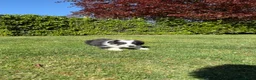 Kruising honden te koop: Australian Shepherd x Border Collie pups - Advertentie 38