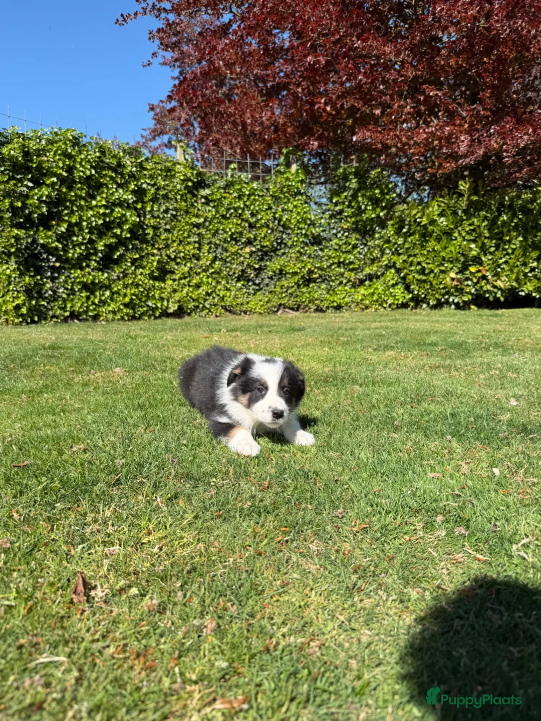 Kruising honden te koop: Australian Shepherd x Border Collie pups - Advertentie 38