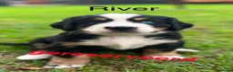 Berner Sennenhond honden te koop: Berner sennen pups - Advertentie 15