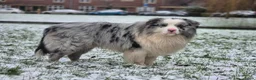Australian Shepherd honden te koop: Australian shepherd australische herder pups - Advertentie 6