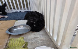 Boomer honden te koop: Lieve rustige boompoo pups in Barneveld - Afbeelding 9