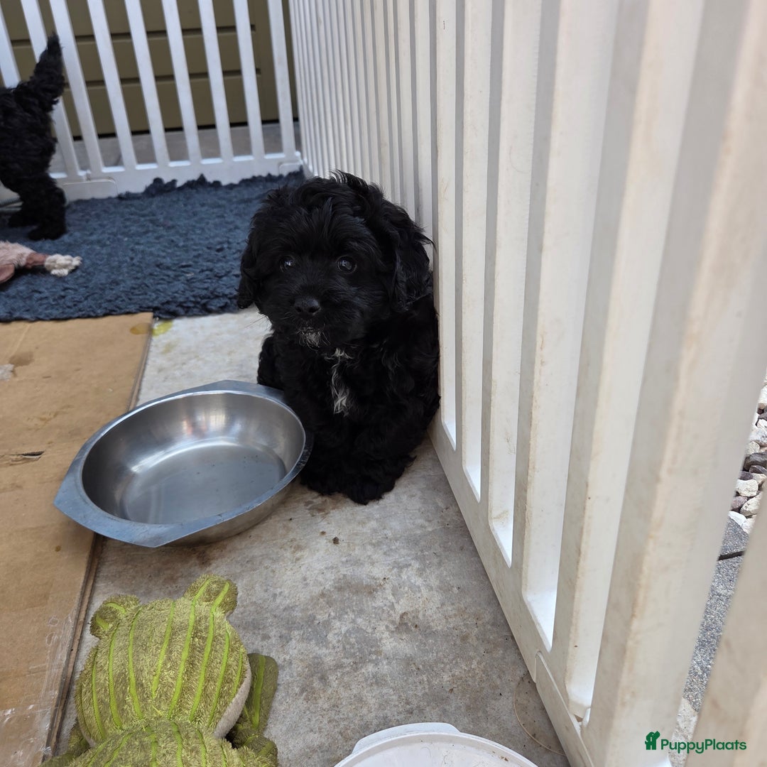 Boomer honden te koop: Lieve rustige boompoo pups in Barneveld - Afbeelding 9