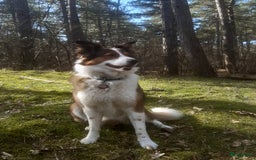 Australian Shepherd honden te koop: Australian Shepherd x Bordercollie pups in Linde - Afbeelding 34