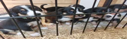 Entlebucher Sennenhond honden te koop: ■ PUP Entlebucher Sennenhond in Rijssen - Advertentie 19
