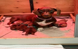 Teckel (korthaar)  honden te koop: Prachtig liefdesnestje met witte langharige papa - Afbeelding 3