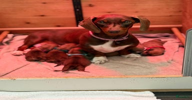 Teckel (korthaar)  honden - Advertentie 10
