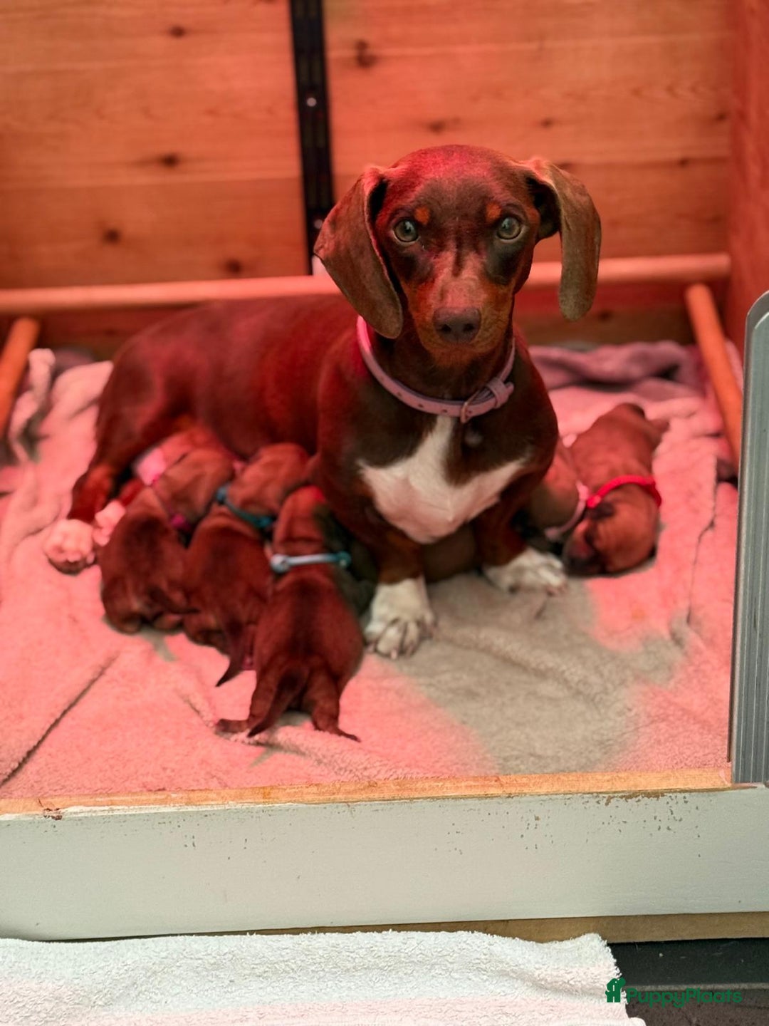 Teckel (korthaar)  honden te koop: Prachtig liefdesnestje met witte langharige papa - Afbeelding 3