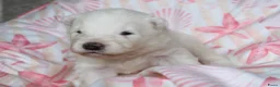 Samojeed honden te koop: Samojeden pups met stamboom - Advertentie 4