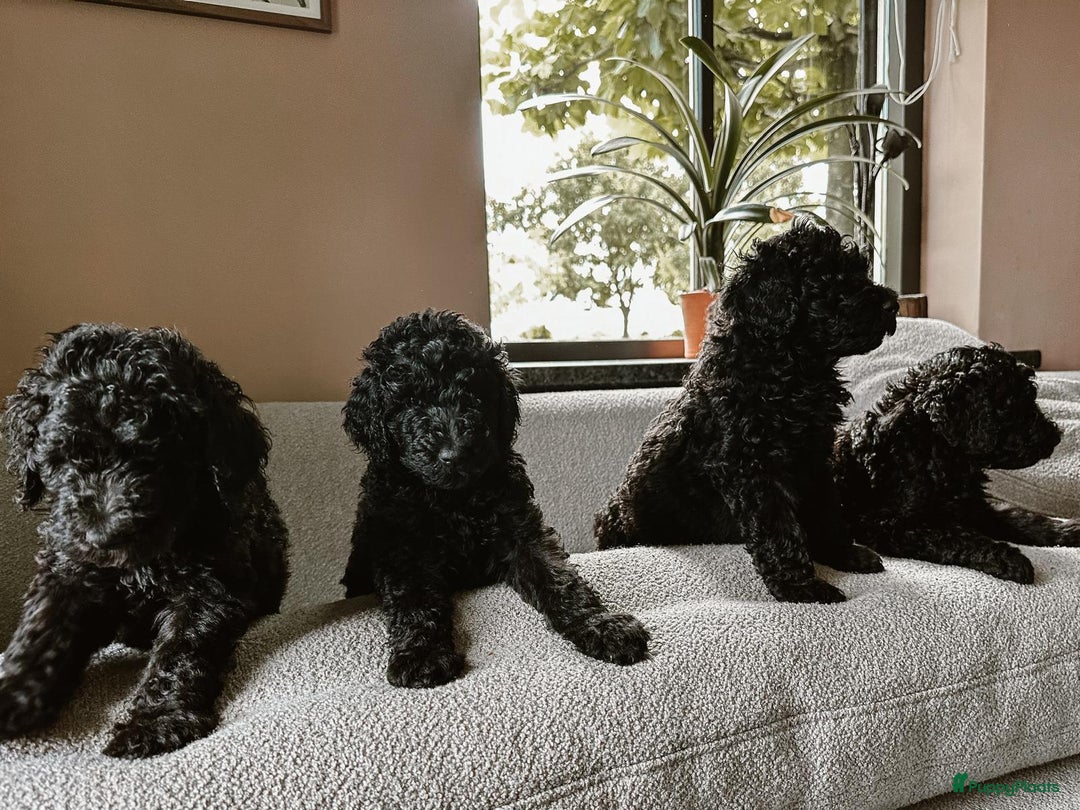 Poedel honden te koop: koningspoedel pups - Afbeelding 7