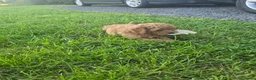 Poedel Toy honden te koop: Toypoedel pup in Langbroek - Advertentie 6