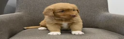 Nova Scotia Duck Tolling Retriever honden te koop: Nova Scotia Duck Tolling Retriever pups # Toller - Advertentie 28