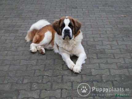 Sint Bernard honden deze  sintbernard reu staat ter dekking aangeboden in Velddriel - Advertentie 2