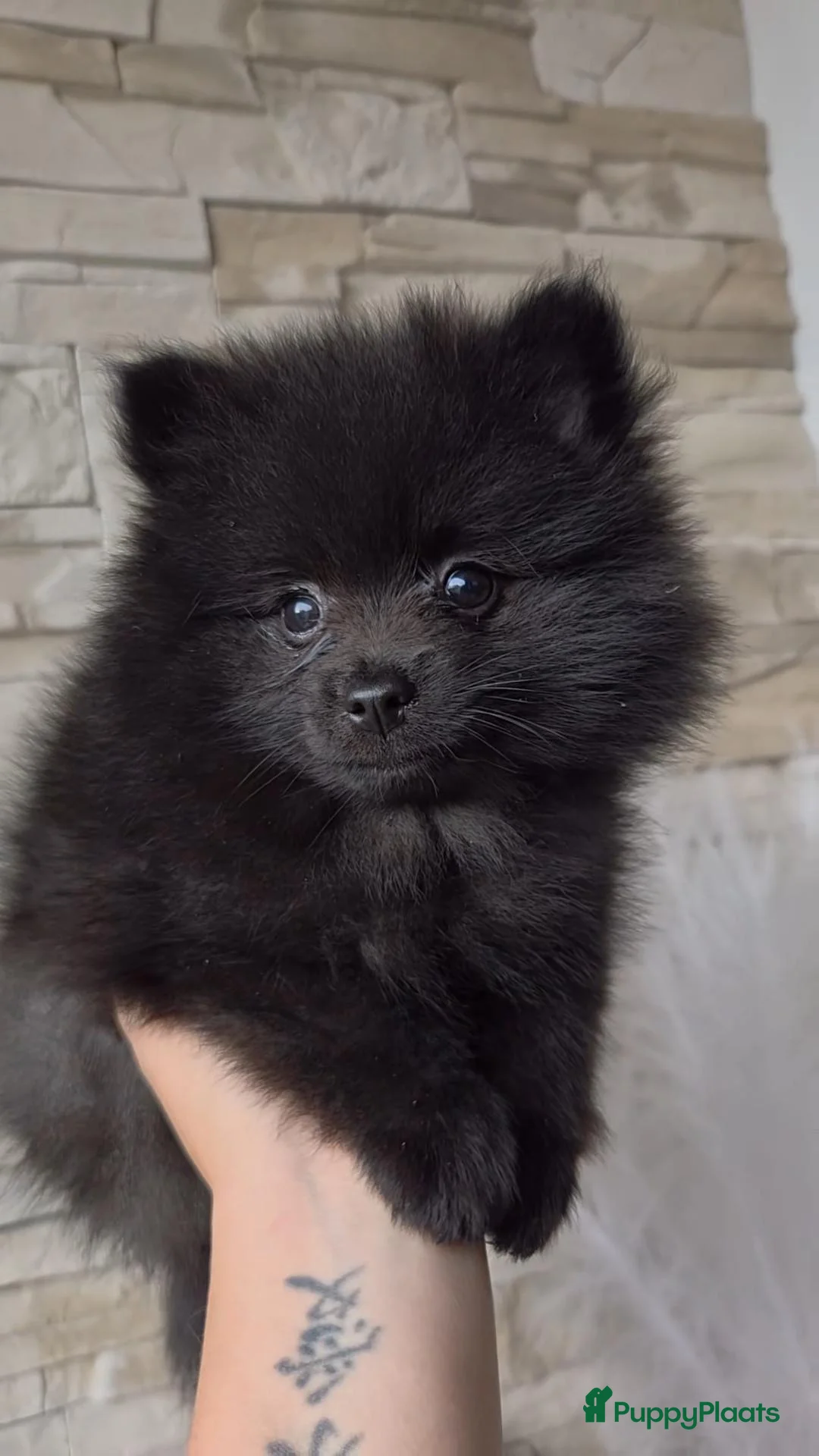 Pomeriaan honden te koop: Knap pomeranian reutje - Advertentie 2