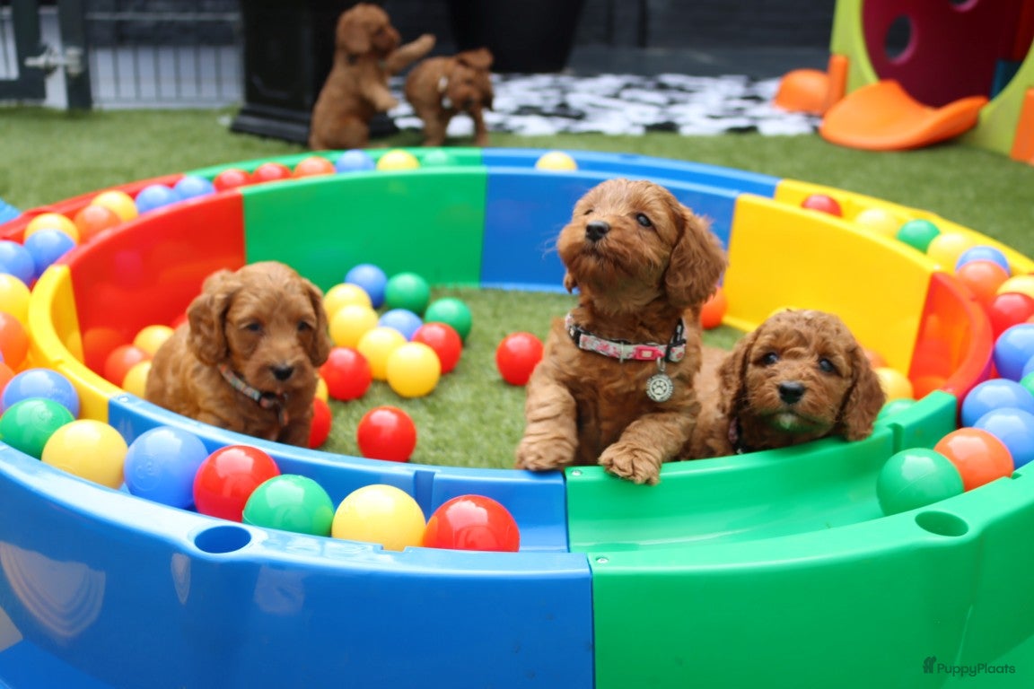 Australian Labradoodle honden te koop:  6 lieve Mini/medium Australian labradoodle pups - Advertentie 6