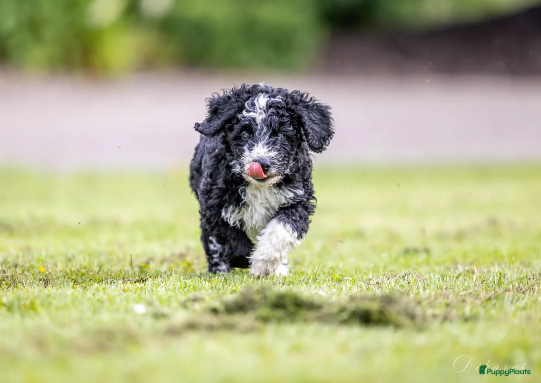 Galerij afbeelding {{count}}