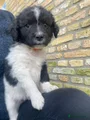 Friese Stabij Puppy 4