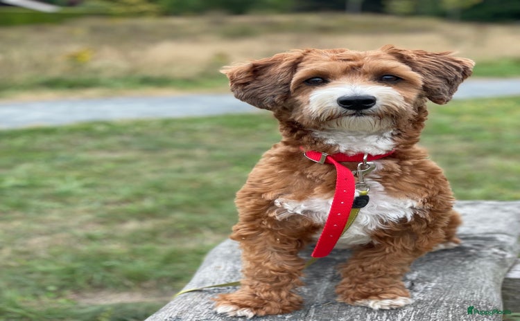 Maltipoo honden - Advertentie 2